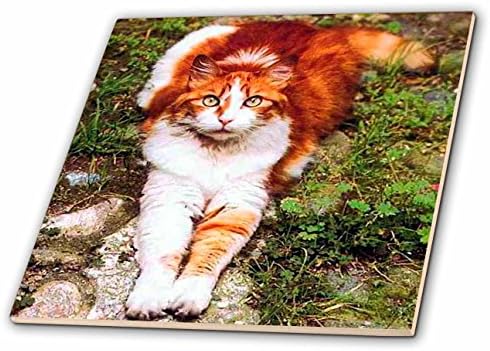3drose LLC портокалова мачка со 4-инчни керамички плочки