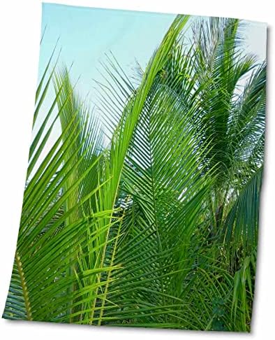 3ДРОС Флорен дрвја - Палми од палми со аква небо - крпи
