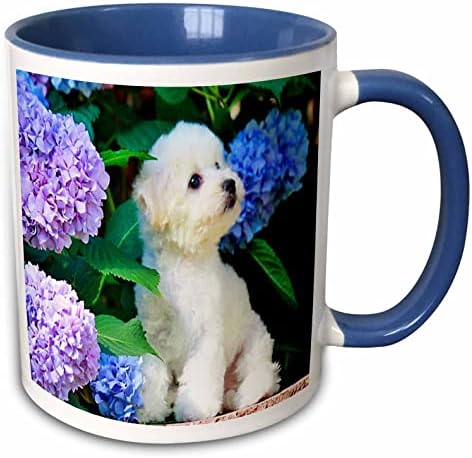 3dRose cug_80886_6 Симпатична Bichon Фриз Кученце Меѓу Hydrangeas Две Тон Сина Кригла, 11 мл, Разнобојни