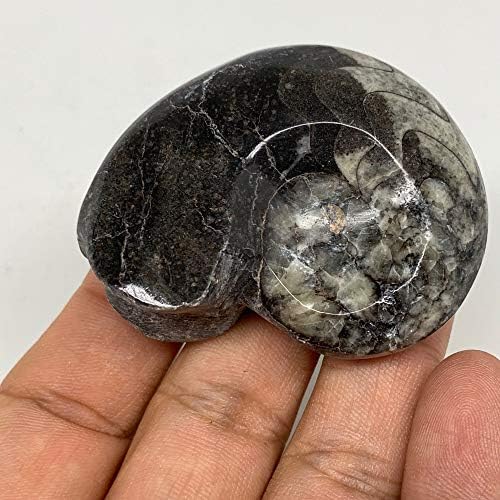 Watangems 50.7g, 2,1 x1.6 x0.8 , фосилен гониатит амонит полиран минерал од Мароко, минерал, примерок, f1957