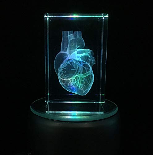 3Д Човечко Срце Анатомски Модел Тежина На Хартија Во Кристално Стакло Коцка Наука Подарок