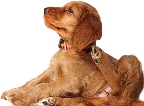 Олеснување на чешање За Кучиња Орално-Најдобро Олеснување На Алергијата На Кучиња - ОСЛОБОДЕТЕ се ОД ЧЕШАЊЕ - Имунолошка Поддршка-Џвакање-Кучиња