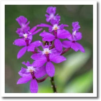 3дроза Данита Делимонт-Цвет-Орхидеја, Епидендрум-Железо за Пренос На Топлина