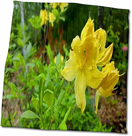 3drose tdswhite - пролетни сезонски фотографии од природата - пролетни жолти цветања - крпи